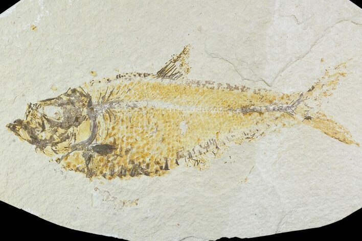 Bargain, Diplomystus Fossil Fish - Wyoming #108678